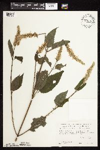 Agastache scrophulariifolia image