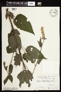 Agastache scrophulariifolia image
