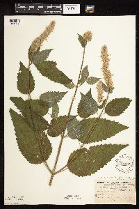 Agastache scrophulariifolia image