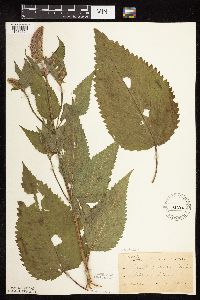 Agastache scrophulariifolia image