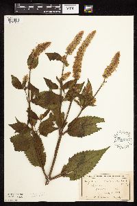 Agastache scrophulariifolia image