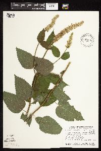 Media resource of Agastache scrophulariifolia