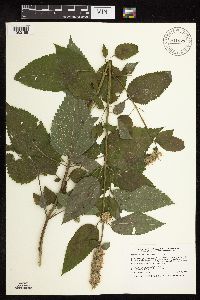 Agastache scrophulariifolia image