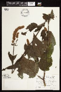 Agastache scrophulariifolia image