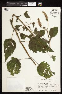 Agastache scrophulariifolia image