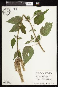Agastache scrophulariifolia image