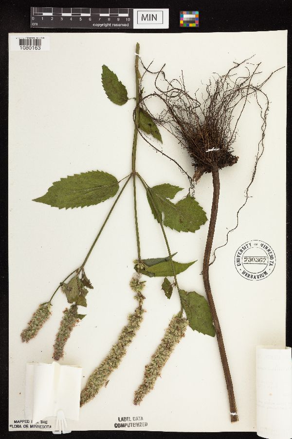 Agastache scrophulariifolia image