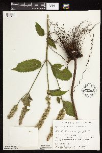 Agastache scrophulariifolia image