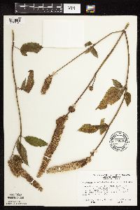 Agastache scrophulariifolia image