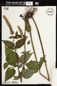 Agastache scrophulariifolia image