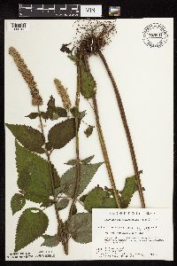 Agastache scrophulariifolia image