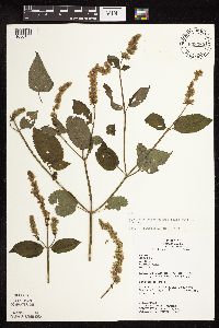 Agastache scrophulariifolia image