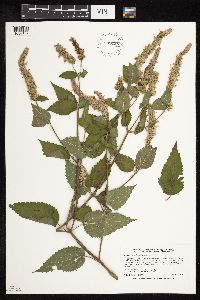Agastache scrophulariifolia image