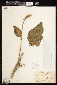 Agastache scrophulariifolia image