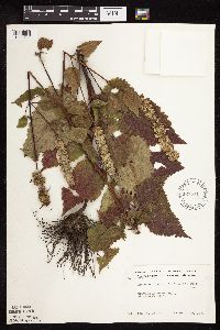Agastache scrophulariifolia image