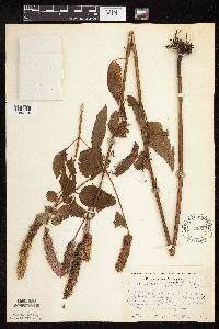 Agastache scrophulariifolia image