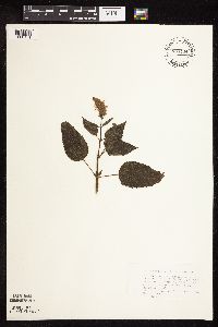 Agastache scrophulariifolia image