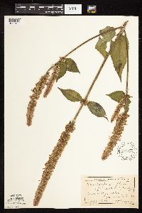 Agastache scrophulariifolia image