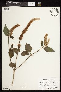 Agastache scrophulariifolia image