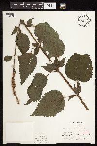 Agastache scrophulariifolia image