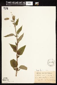 Agastache scrophulariifolia image