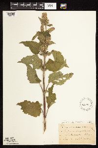 Agastache scrophulariifolia image