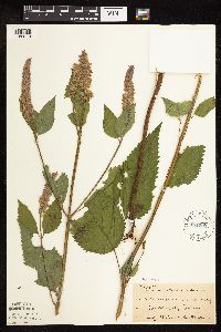 Agastache scrophulariifolia image