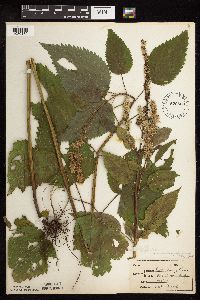 Agastache scrophulariifolia image