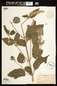 Agastache scrophulariifolia image