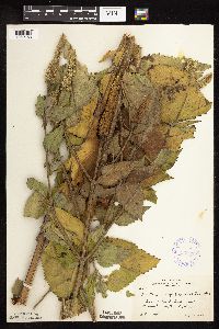 Agastache scrophulariifolia image