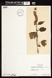 Agastache scrophulariifolia image