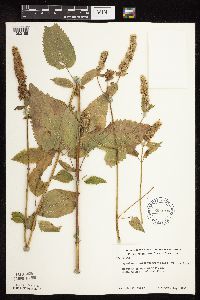 Agastache scrophulariifolia image