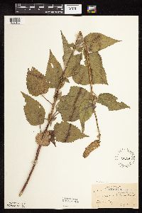 Agastache scrophulariifolia image