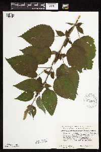 Agastache scrophulariifolia image