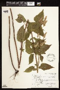 Agastache scrophulariifolia image