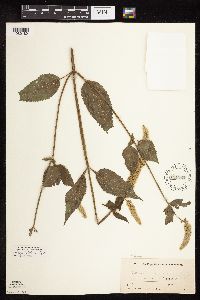 Agastache scrophulariifolia image