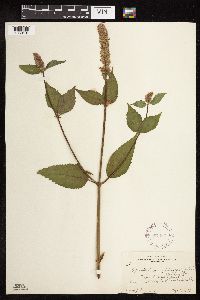 Agastache scrophulariifolia image
