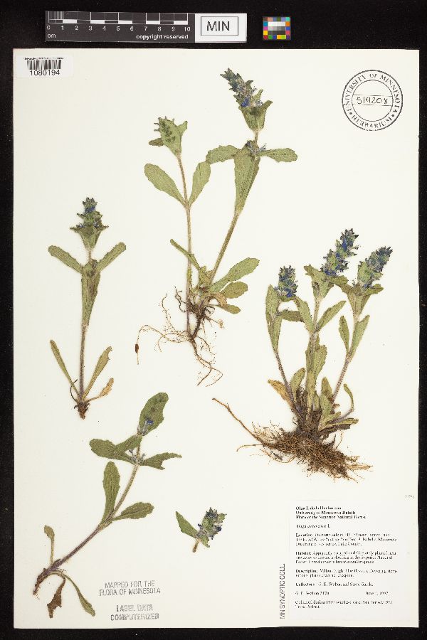 Ajuga image