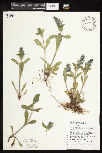 Ajuga genevensis image