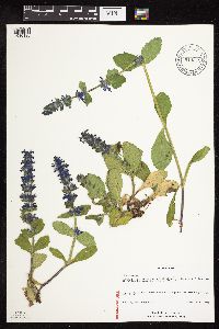 Ajuga genevensis image