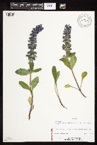 Ajuga genevensis image