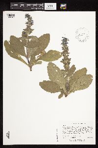 Ajuga genevensis image