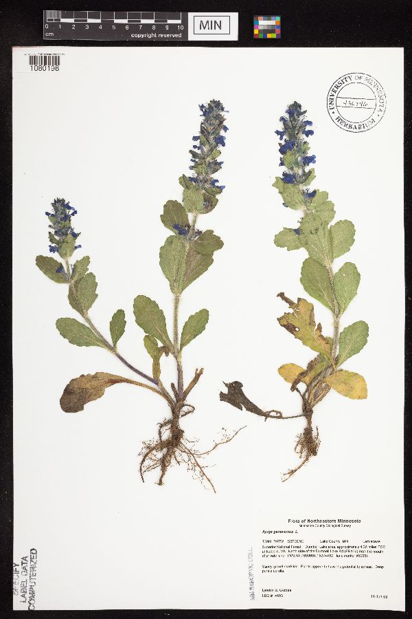 Ajuga genevensis image