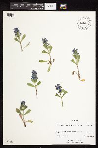 Ajuga genevensis image