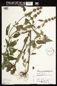 Blephilia hirsuta image