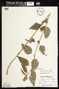 Blephilia hirsuta image
