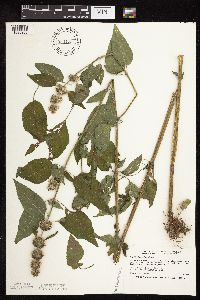 Blephilia hirsuta image