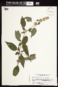 Blephilia hirsuta image