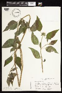 Blephilia hirsuta image