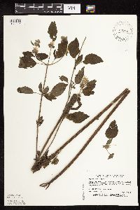 Blephilia hirsuta image